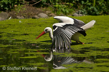 Weißstorch, Ciconia ciconia 030